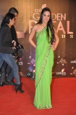 Tara Sharma at Colors Golden Petal Awards 2013 in BKC, Mumbai on 14th Dec 2013